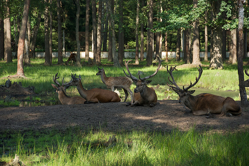 Bialowieza Forest in Poland